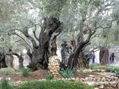E caminhando pelos passos de Jesus no Gets&ecirc;mani e no Monte das Oliveiras?