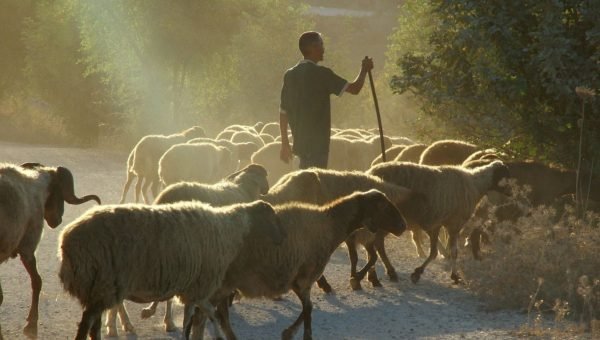 O sussurro da ovelha, os servos, e o Bom Pastor