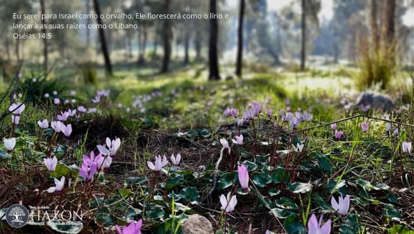 30 versículos bíblicos com imagens impactantes para você compartilhar