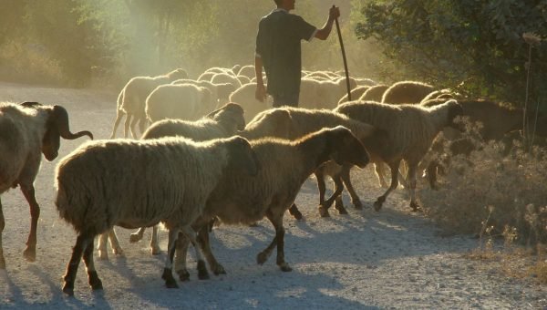 A ovelha perdida e o sussurro da eternidade
