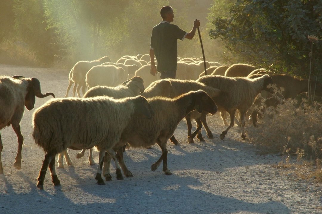 A ovelha perdida e o sussurro da eternidade