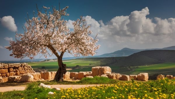 A Amendoeira e sua importância na Bíblia