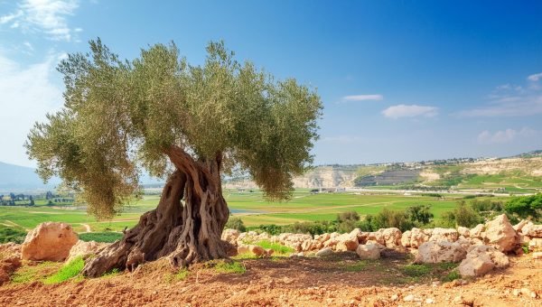 A Oliveira na Bíblia e seus significados