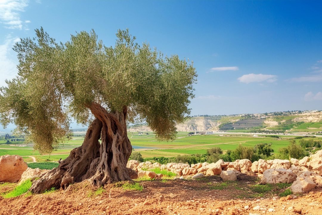 A Oliveira na Bíblia e seus significados