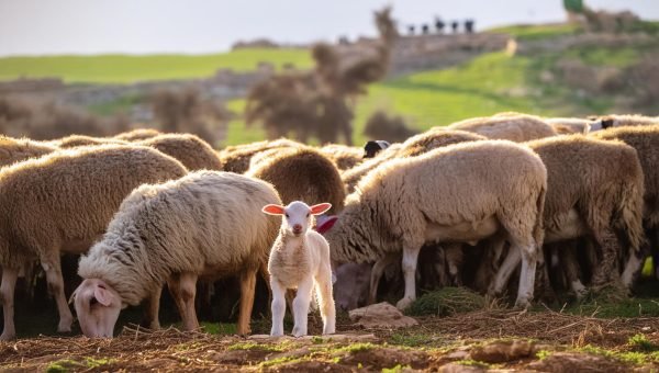 O Cordeiro e seu significado na Bíblia