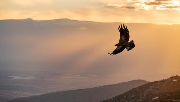 A Águia e sua simbologia na Palavra de Deus