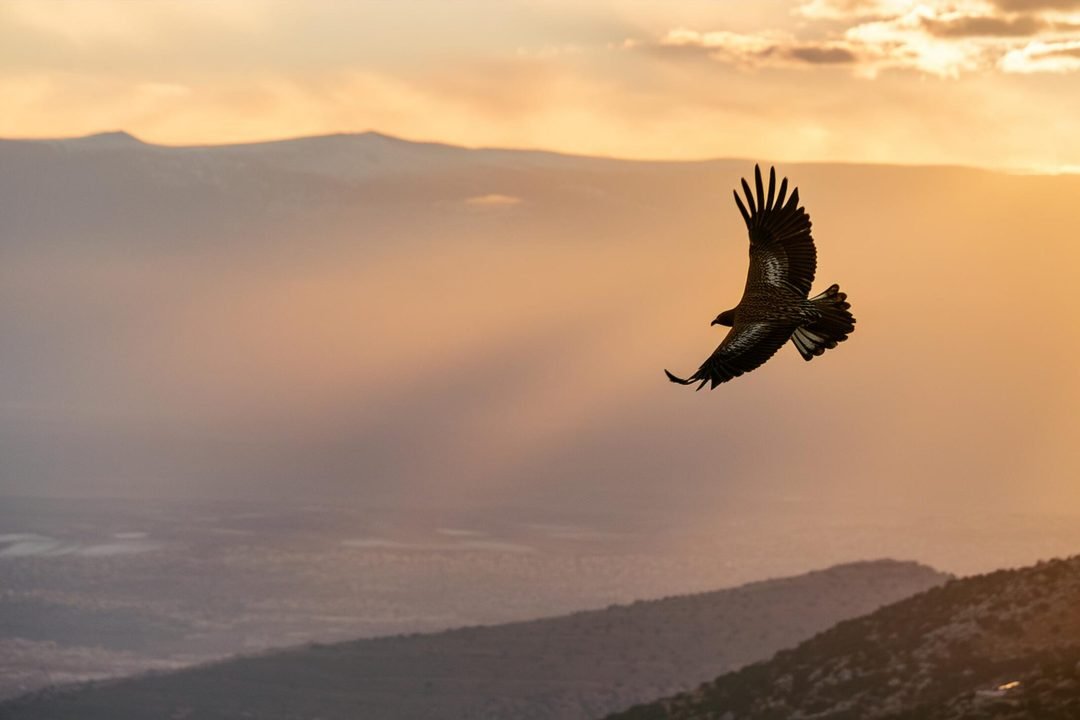 A Águia e sua simbologia na Palavra de Deus