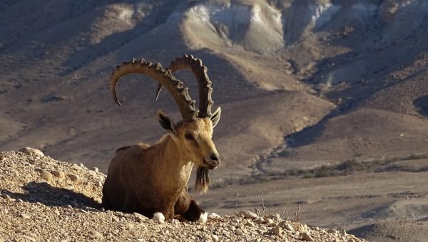Fauna Bíblica e em Israel