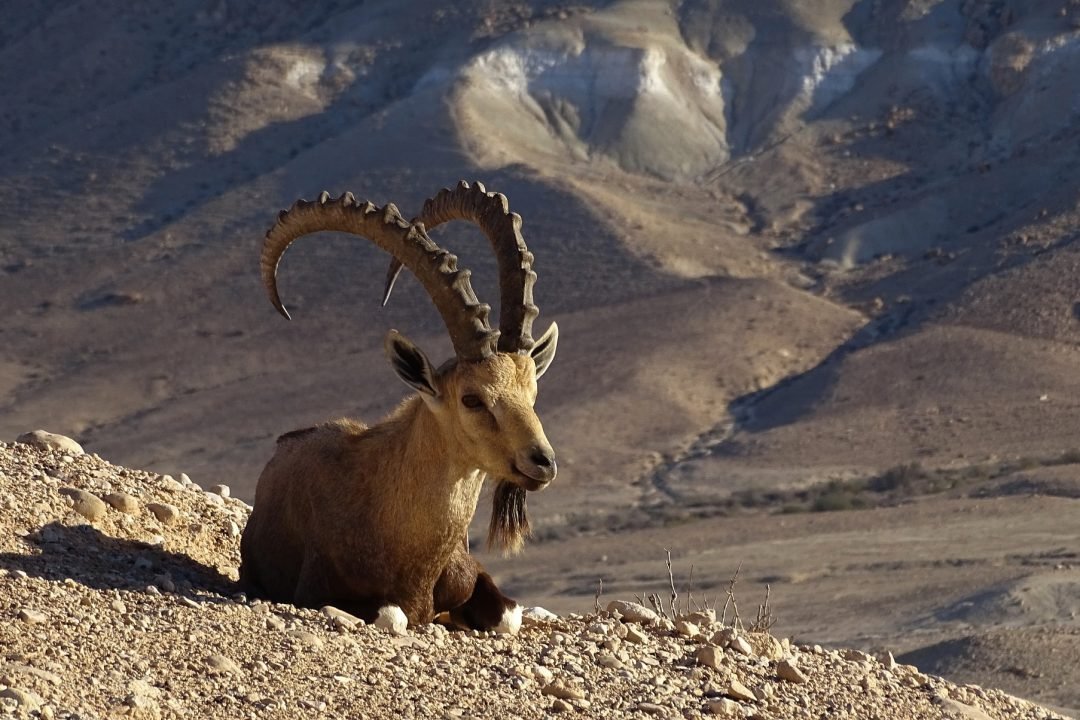 Fauna Bíblica e em Israel