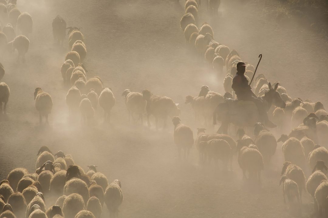 Salmos de Davi, o que são eles?