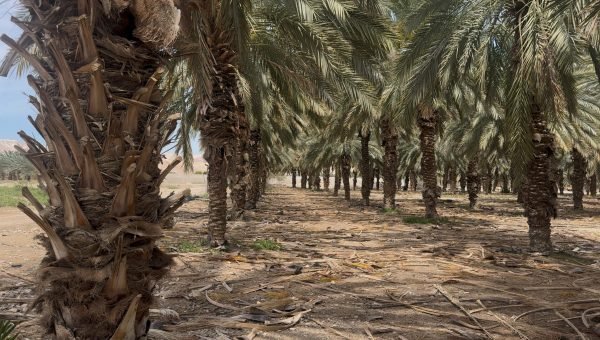 Seja como uma Tamareira, o segredo da resiliencia
